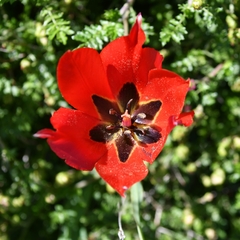 Tulipa agenensis