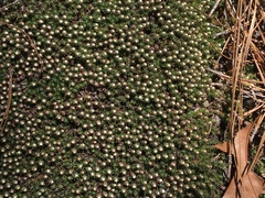 Pyxidanthera brevifolia