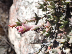 Smicrostigma viride