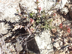 Smicrostigma viride