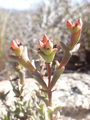 Smicrostigma viride