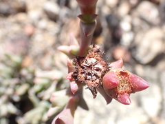 Smicrostigma viride