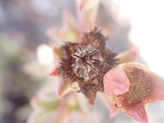 Smicrostigma viride