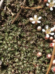 Pyxidanthera brevifolia