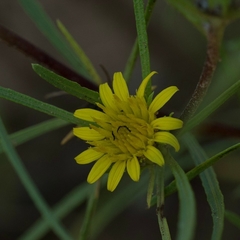 Geigeria burkei