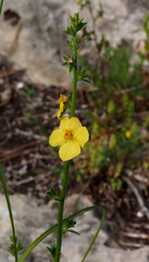 Verbascum orientale