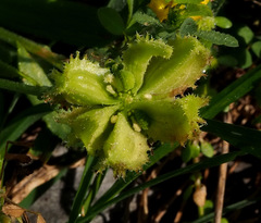 Calendula pachysperma