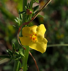 Verbascum orientale