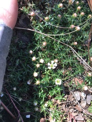 Pyxidanthera brevifolia