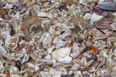 Zapteryx brevirostris