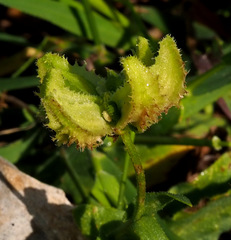 Calendula pachysperma
