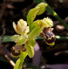Ophrys umbilicata