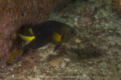 Yellowtip Damselfish photo 4