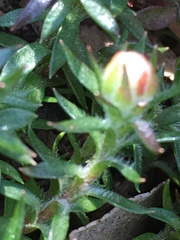 Pyxidanthera brevifolia