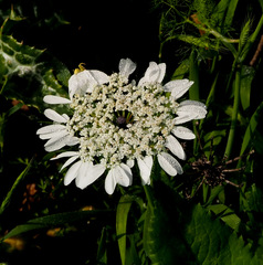 Artedia squamata