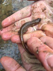 Desmognathus fuscus