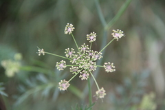 Peucedanum