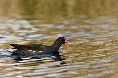 Gallinula chloropus
