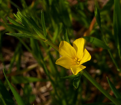 Linum nodiflorum