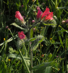 Echium judaeum