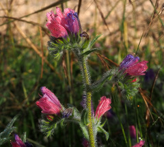 Echium judaeum