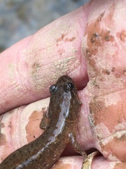 Desmognathus fuscus