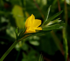 Linum nodiflorum