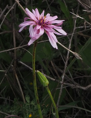 Pseudopodospermum papposum