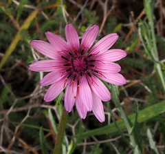 Pseudopodospermum papposum