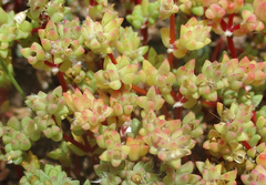 Portulaca hereroensis image