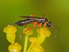 Pimpla spuria