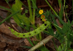 Hippocrepis unisiliquosa