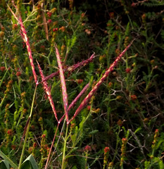Andropogon distachyos