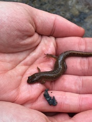 Desmognathus fuscus