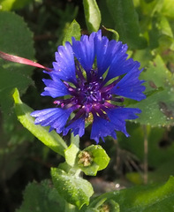 Centaurea cyanoides
