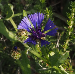 Centaurea cyanoides