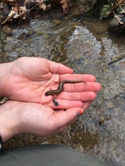 Desmognathus fuscus