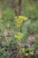 Peucedanum tauricum