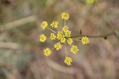 Peucedanum tauricum