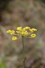 Peucedanum tauricum