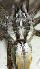 Euprosthenops