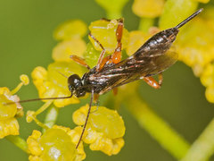Pimpla spuria