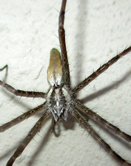Euprosthenops