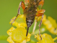 Pimpla spuria