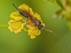 Pimpla spuria