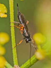 Pimpla spuria