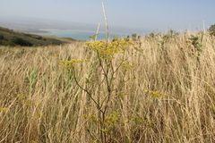 Peucedanum tauricum