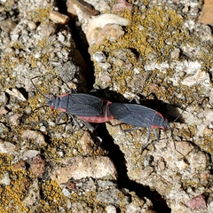 Jadera haematoloma
