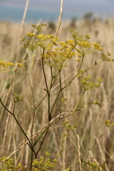 Peucedanum tauricum