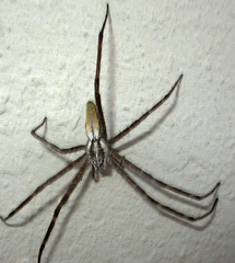 Euprosthenops
